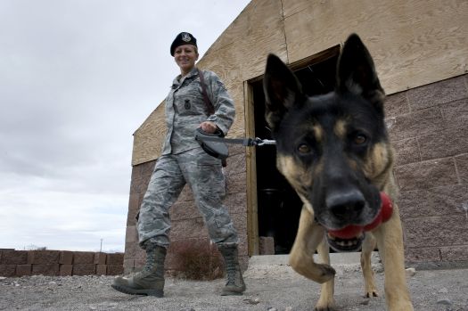 Get the Lowdown on K9 Detection Dogs