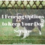 4 Dog Fence Options to Keep Your Pup Secure