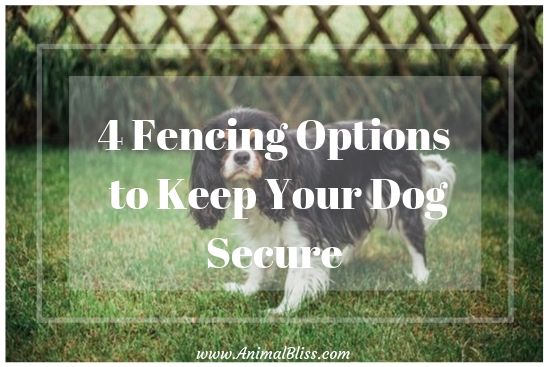 Dog Fence Options to Consider