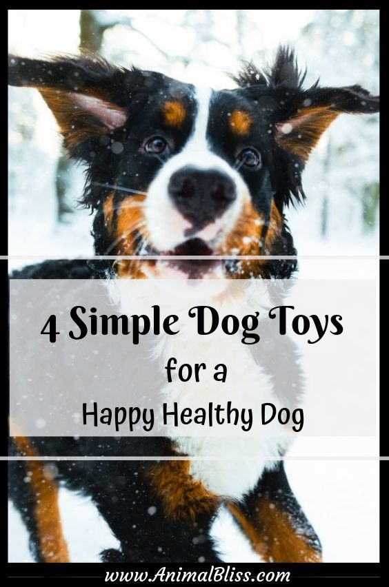 4 Simple Dog Toys for a Happy Healthy Dog