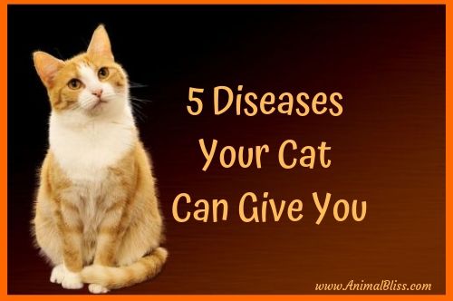 5 Diseases Your Cat Can Give You