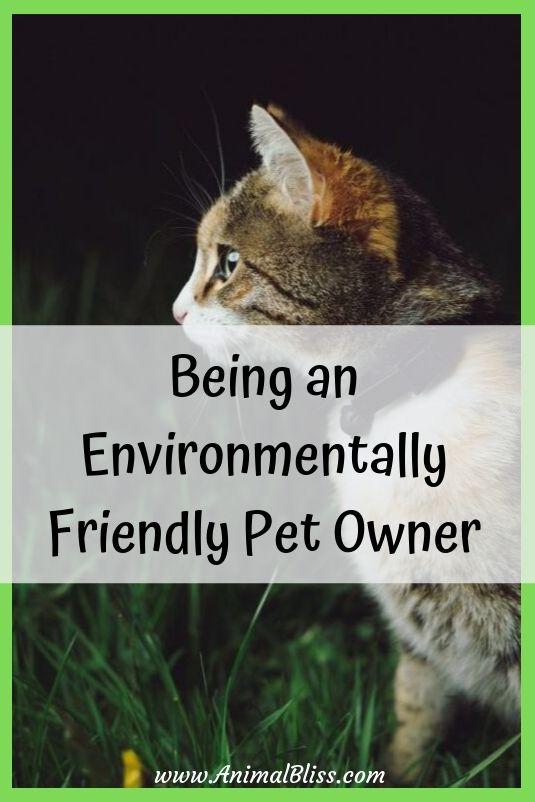 5 Tips For Being an Environmentally Friendly Pet Owner