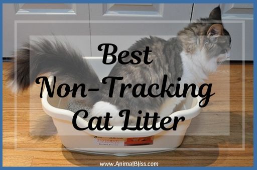 Best Non-Tracking Cat Litter Review 2019