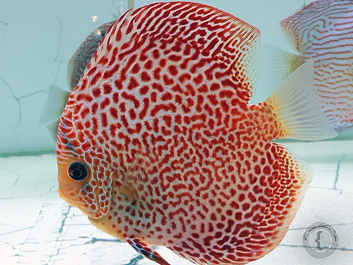 nofollow noopener noreferrer Freshwater Discus Fish Facts: Tropical Fish