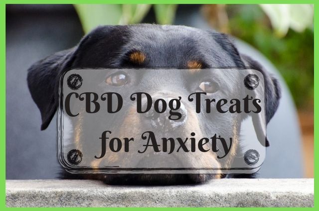 CBD Dog Treats for Anxiety