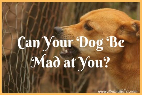 Can Your Dog Be Mad at You? Some Tell-Tale Signs