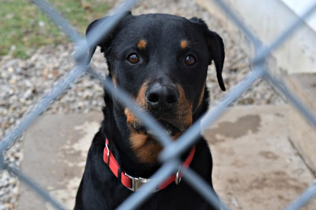 Dog Waiting for Adoption