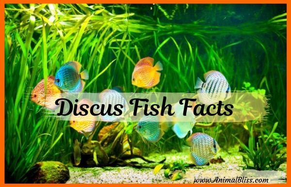 Freshwater Discus Fish Facts: Tropical Fish