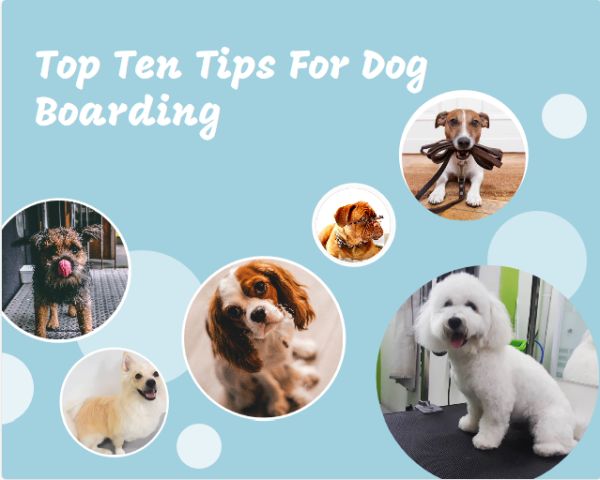 10 Tips for Finding a Good Dog Boarding Facility