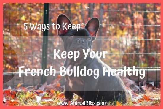 5 Ways to Keep Your French Bulldog Healthy and Happy