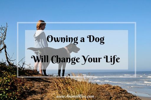 How Owning a Dog Will Change Your Life