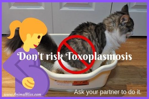 Toxoplasmosis Ask your partner to clean the litterbox for you. Don't risk Toxoplasmosis.