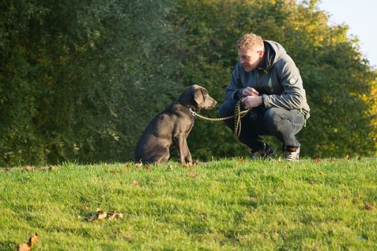 How Owning a Dog Will Change Your Life