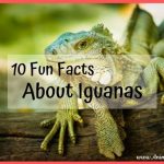 10 Fun Facts About Iguanas You Didn’t Know