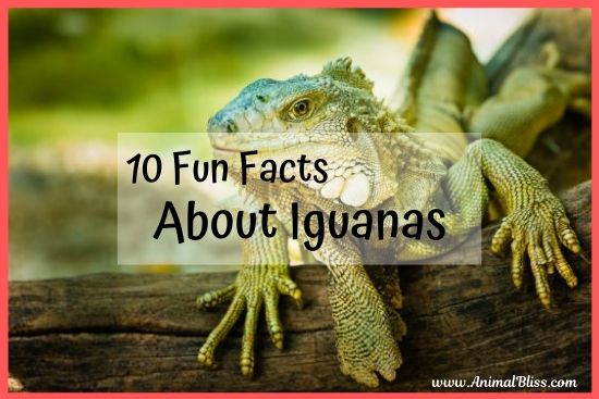 10 fun facts about iguanas you didn't know.
