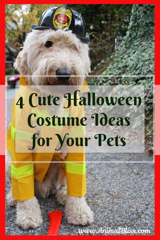Cute Halloween Costume Ideas for Your Pets