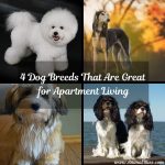 4 Dog Breeds That Are Great for Apartment Living