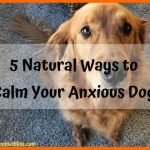 5 Natural Ways to Calm Your Dog