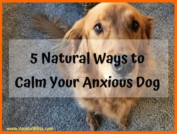 5 Natural Ways to Calm Your Dog