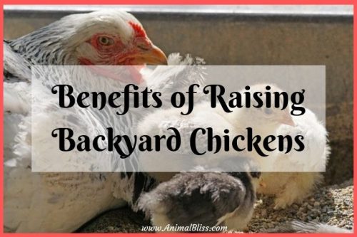 Benefits of Raising Backyard Chickens