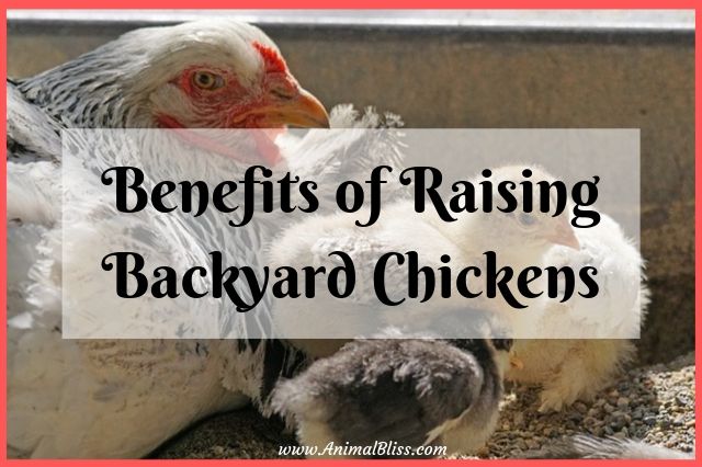 Benefits of Raising Backyard CHickens