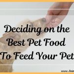 Deciding On The Best Pet Food To Feed Your Pet