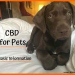 CBD for Pets: Basic Information Your Vet Wants You to Know