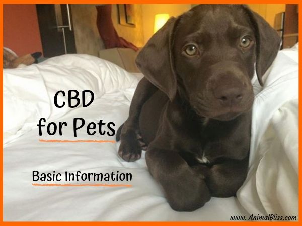 CBD for Pets: Basic Information Your Vet Wants You to Know