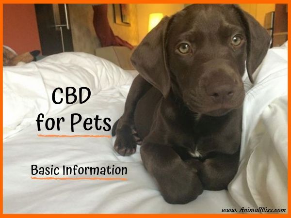 "nofollow noopener noreferrer" CBD for Pets: Basic Information Your Vet Wants You to Know