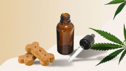 How to Use Cannabis to Treat Your Dog