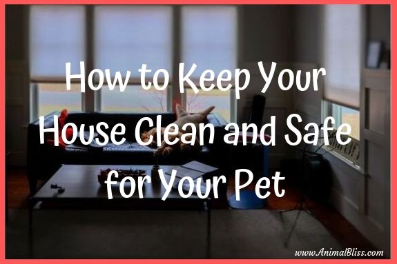 How to keep your house clean and safe for your pet(s).