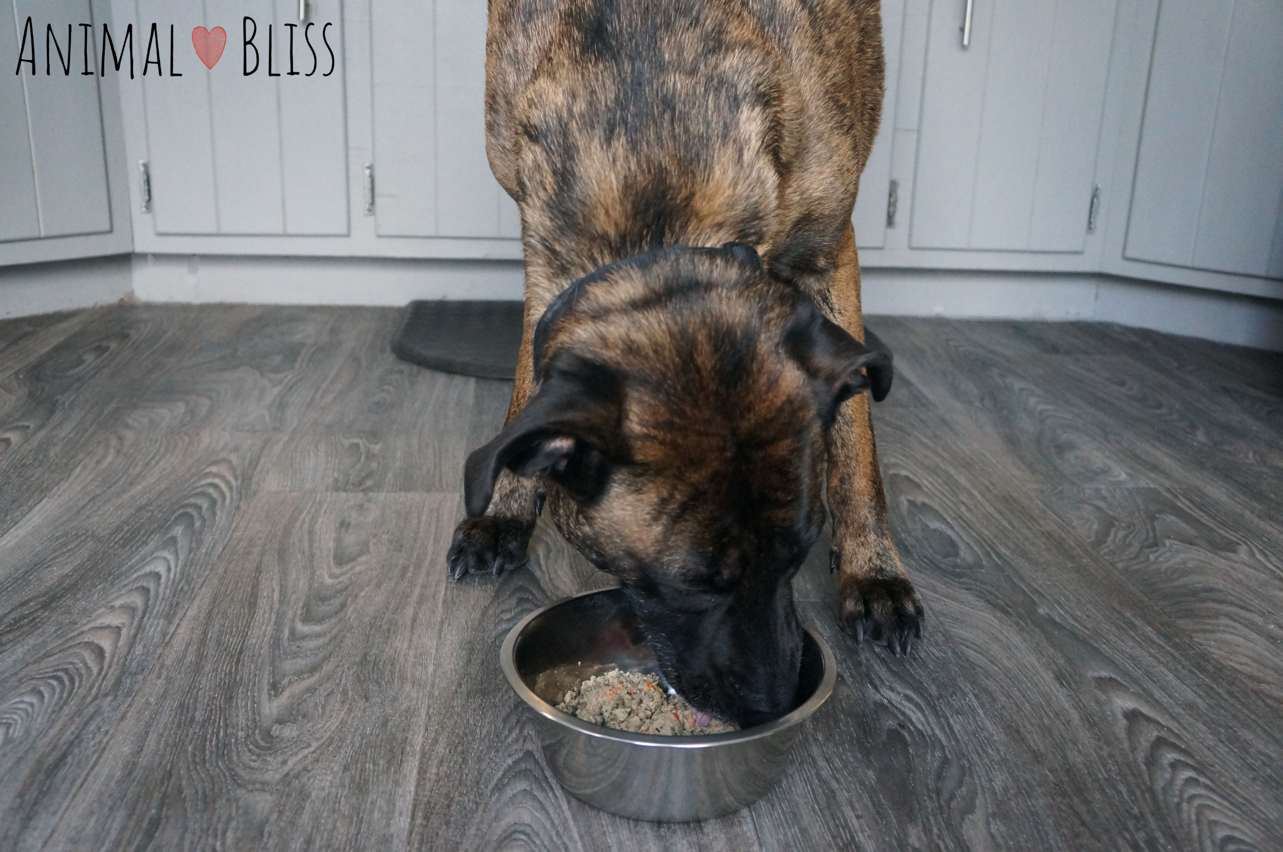 Rocky the German Shepard participating in a Farmer's Dog Taste Test