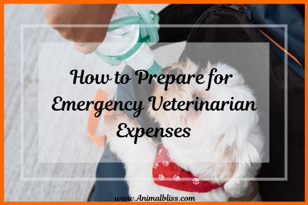 How to Prepare for Emergency Veterinarian Expenses