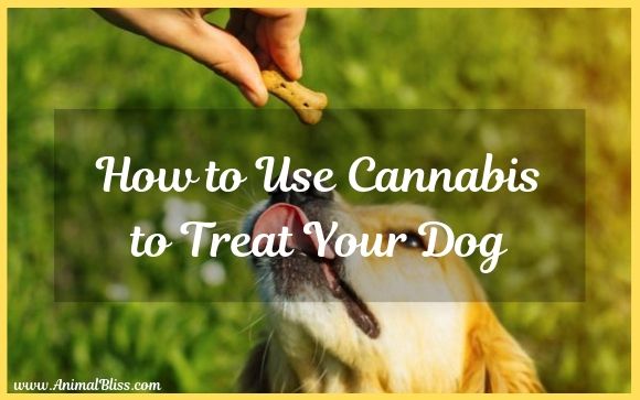 How to Use Cannabis to Treat Your Dog