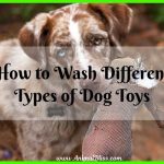 How to Wash Different Types of Dog Toys