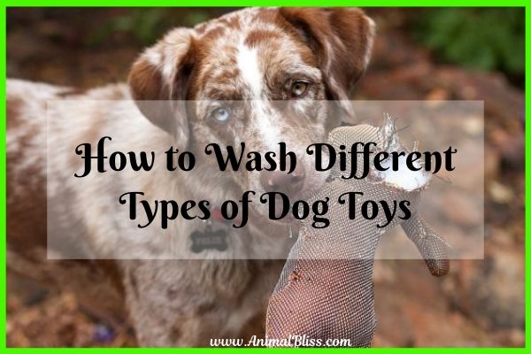 How to Wash Different Types of Dog Toys