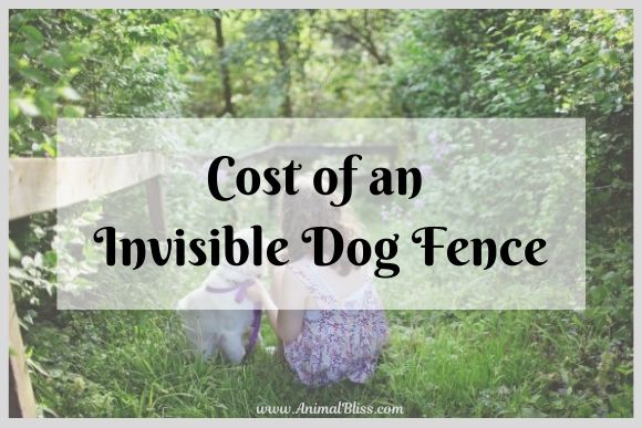 How Much Does an Invisible Dog Fence Cost?