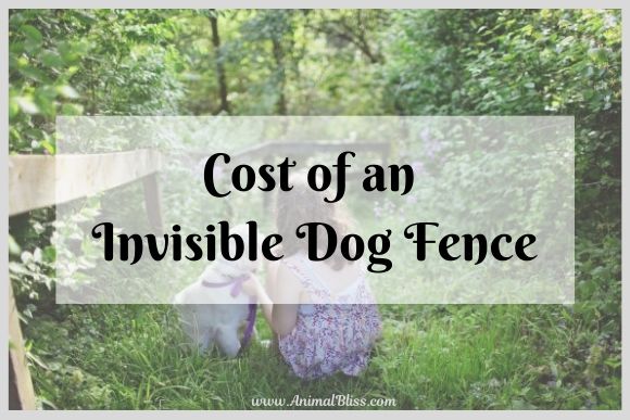 how much does dog invisible fence cost