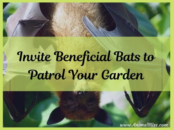 Invite Beneficial Bats To Patrol Your Garden