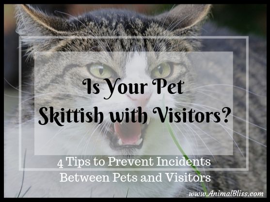 Is Your Pet Skittish with Visitors? 4 Tips to Prevent Incidents