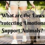 What are the Laws Protecting Emotional Support Animals?