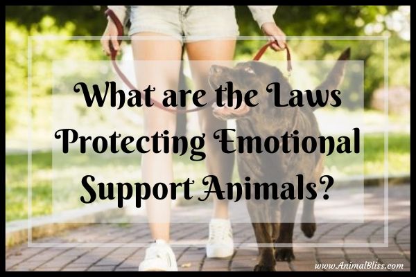 What are the Laws Protecting Emotional Support Animals? -