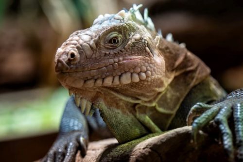 10 fun facts about iguanas you didn't know.