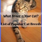 List of Popular Cat Breeds: What Breed is Your Cat?