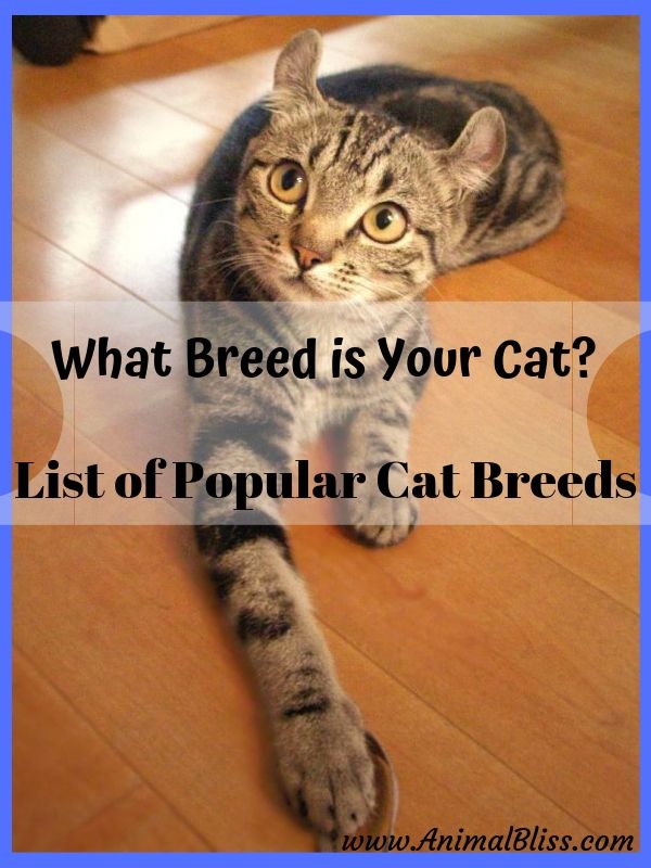 List of Popular Cat Breeds: What Breed is Your Cat?