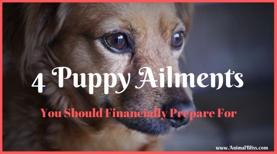 4 Puppy Ailments You Should Financially Prepare For