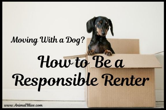 How to Be a Responsible Renter When You Have Pets