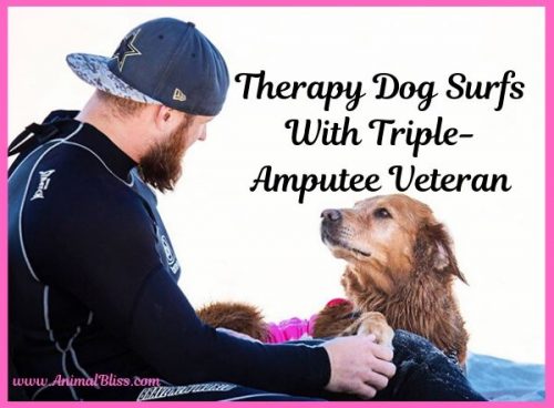 Therapy Dog Surfs With Triple-Amputee Veteran, Healing Power of Dogs