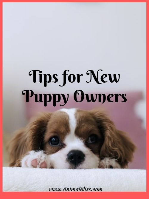 Tips for New Puppy Owners What to Expect