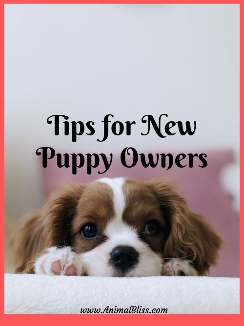 Tips for New Puppy Owners